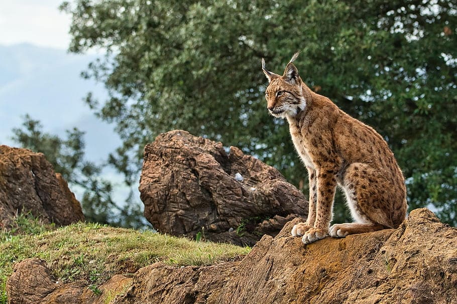 Genética lince ibérico