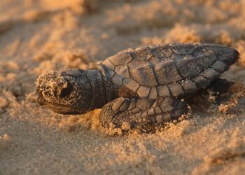 tortuga boba españa