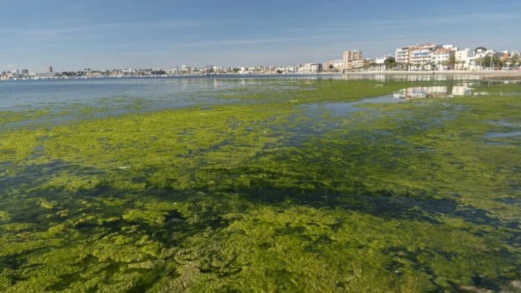 Ley protección Mar Menor