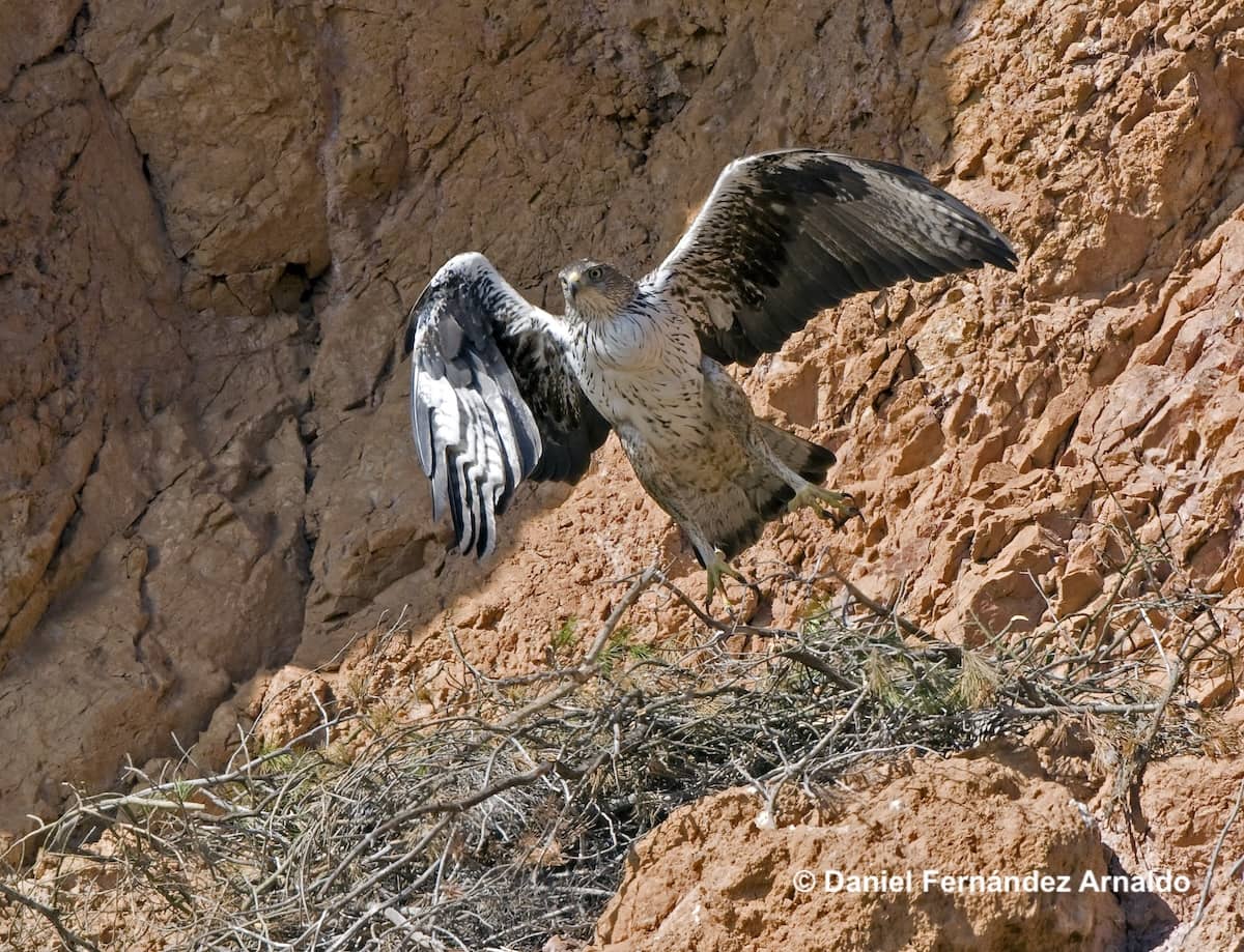 águilas perdiceras toleran humanos