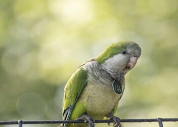 Cotorras vocabulario más amplio
