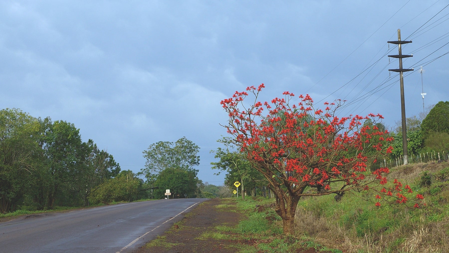 calor México reforestacion ciudad