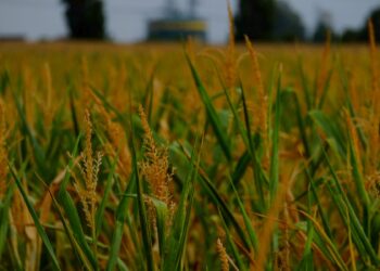 plantas Nuevas Técnicas Genómicas etiquetas