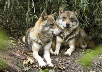 Lobo UE debilitado protección