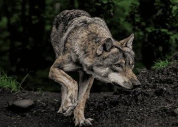 lobos