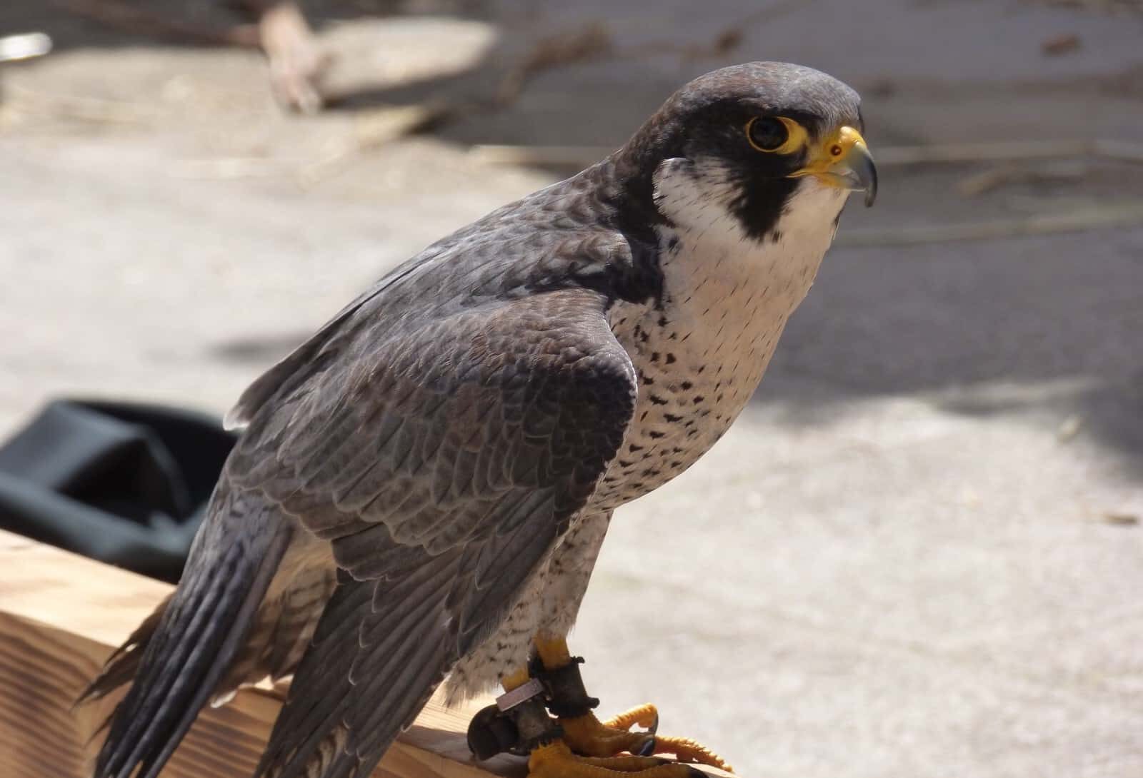 halcones peregrinos Puerto Tarragona