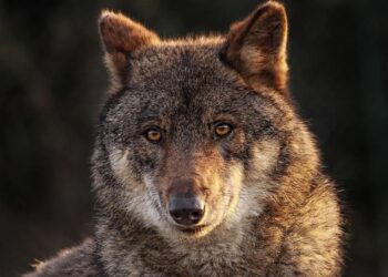 lobos ibéricos ejecutados Cantabria