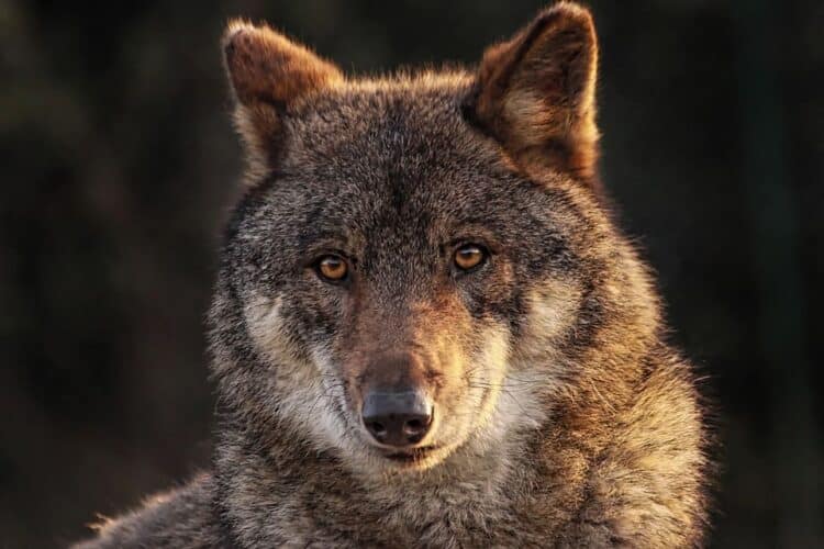 lobos ibéricos ejecutados Cantabria