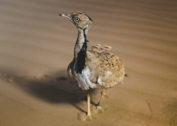 conservación hubara canaria