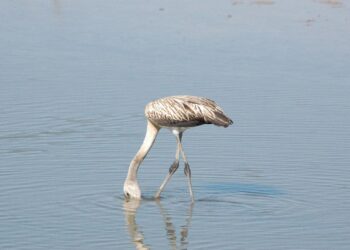 doñana