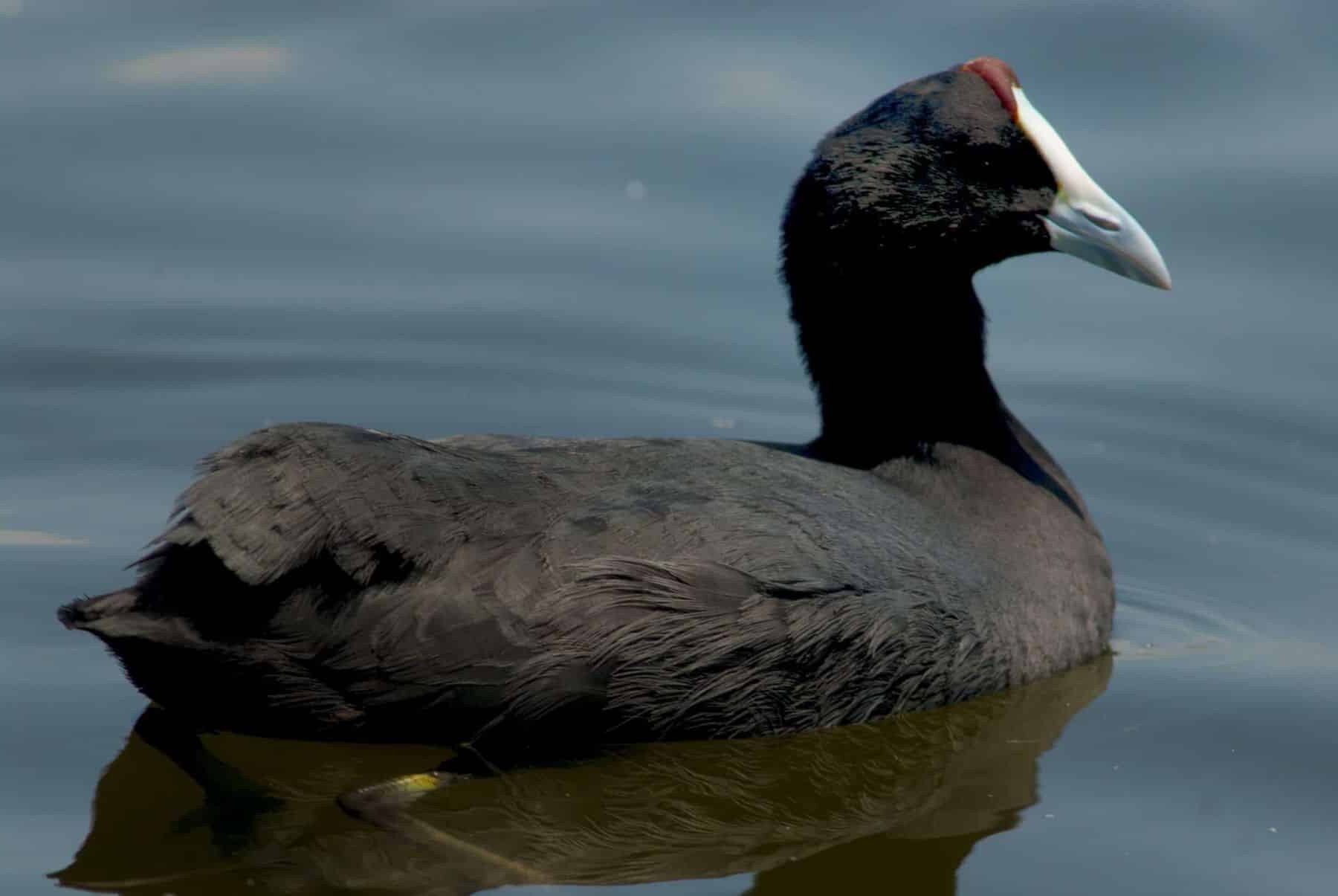focha moruna desmán ibérico peligro crítico