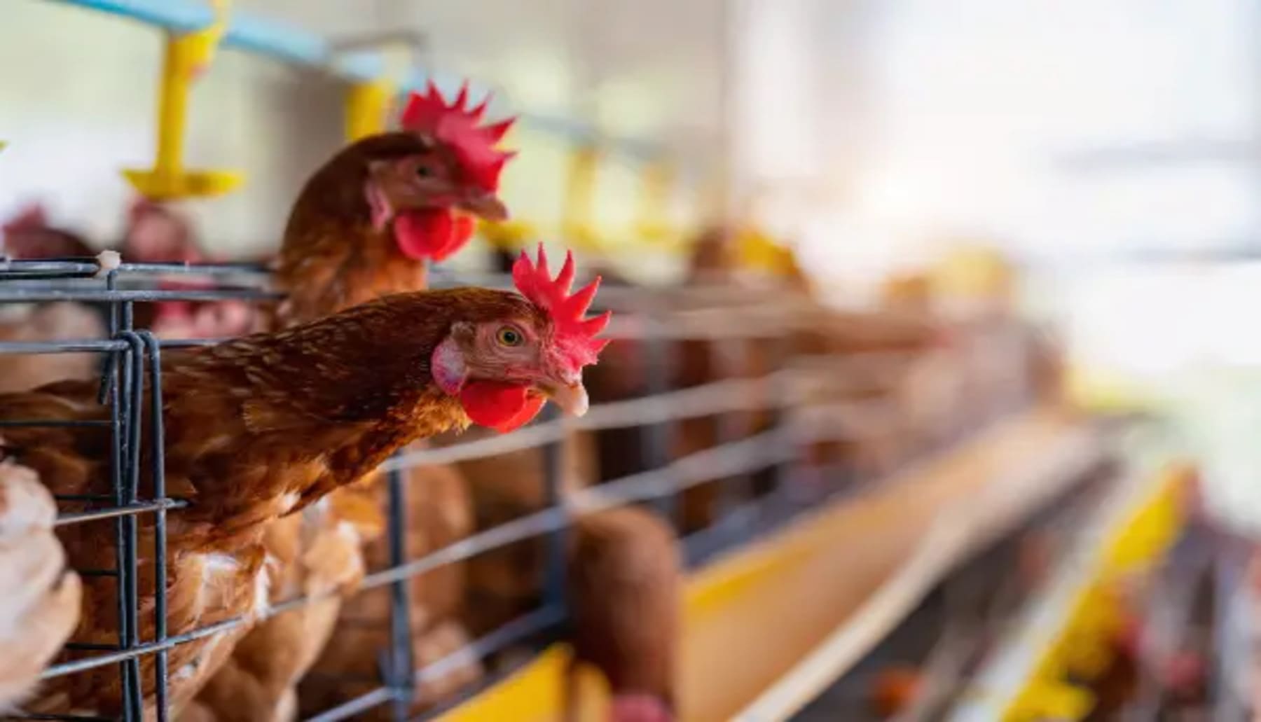 Mallorca miles de gallinas en la ‘granja de los horrores’