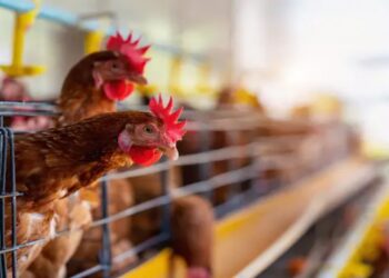 Mallorca miles de gallinas en la ‘granja de los horrores’