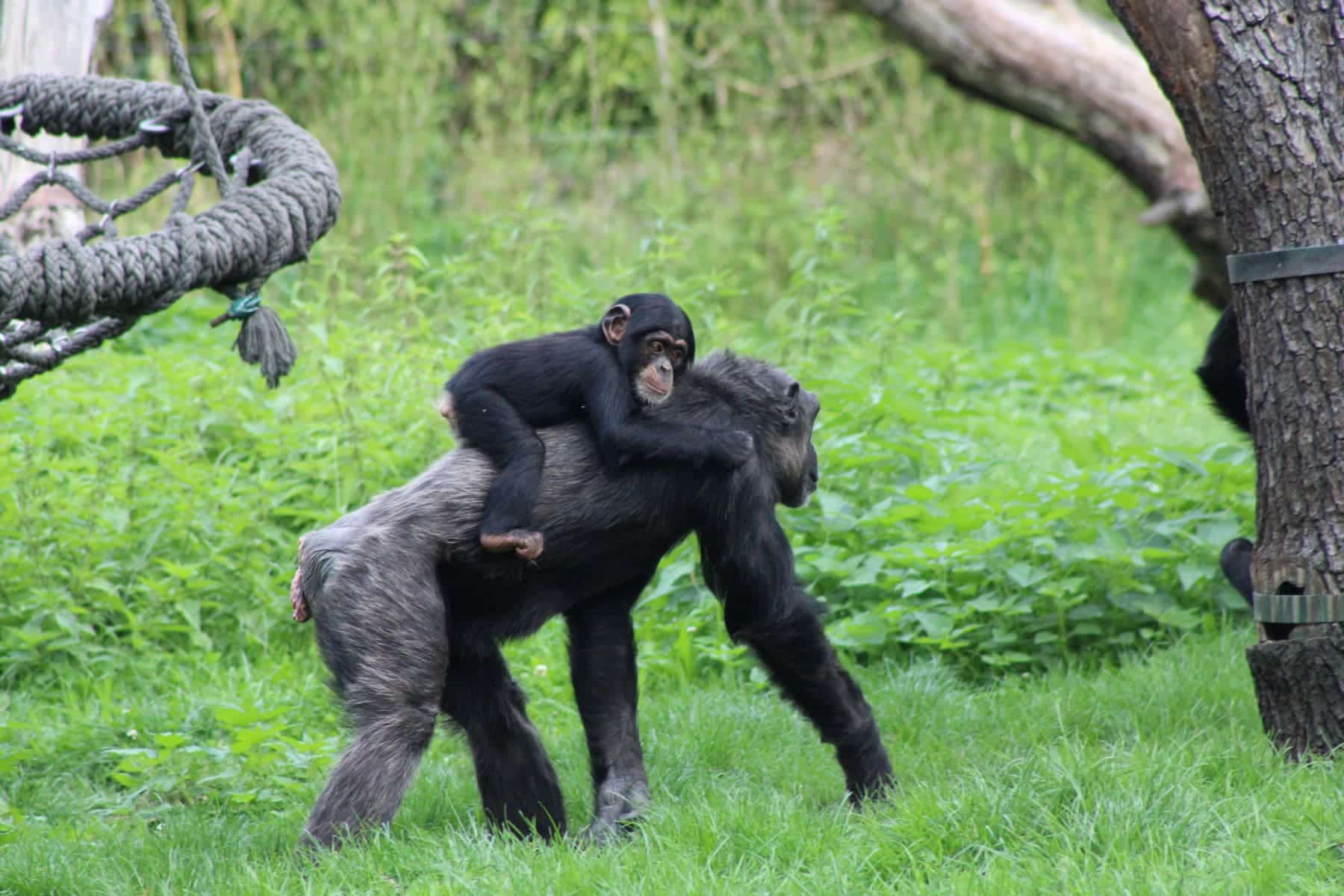 Mamas chimpancés humanos