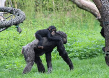 Mamas chimpancés humanos
