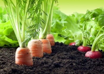 Manifiesto Granollers agroecología cambio climático