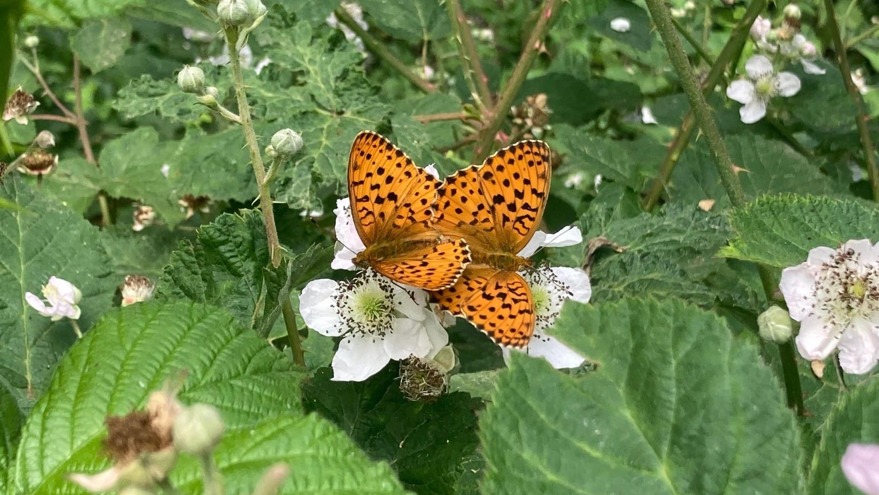 Mariposas Cataluña sequía extinguen