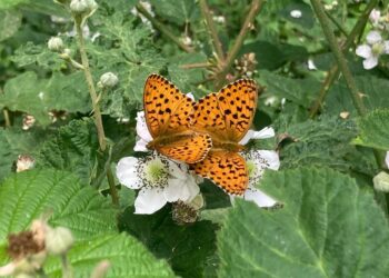 Mariposas Cataluña sequía extinguen