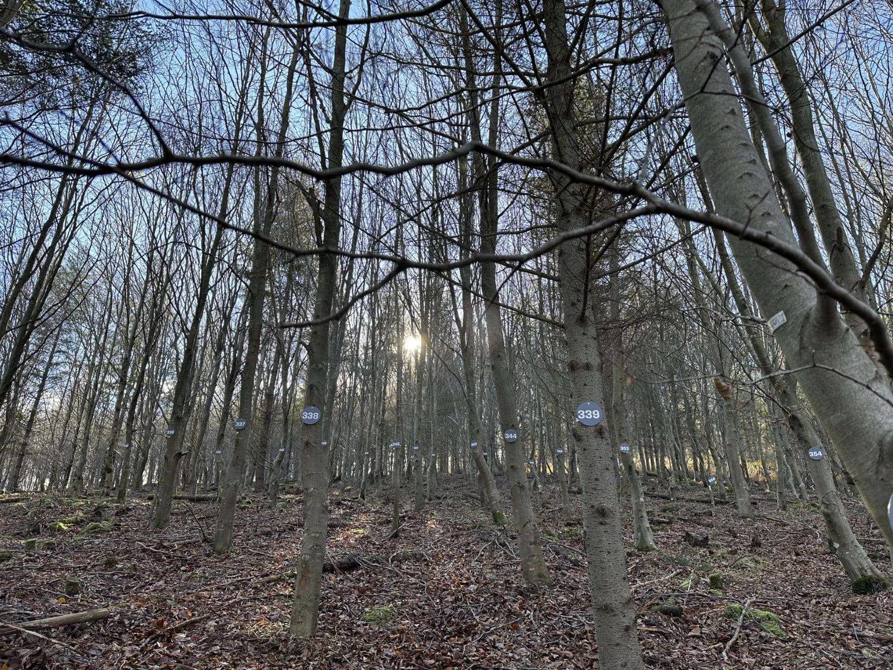 Marteloscopio Arronategi forestal