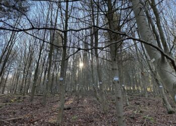 Marteloscopio Arronategi forestal