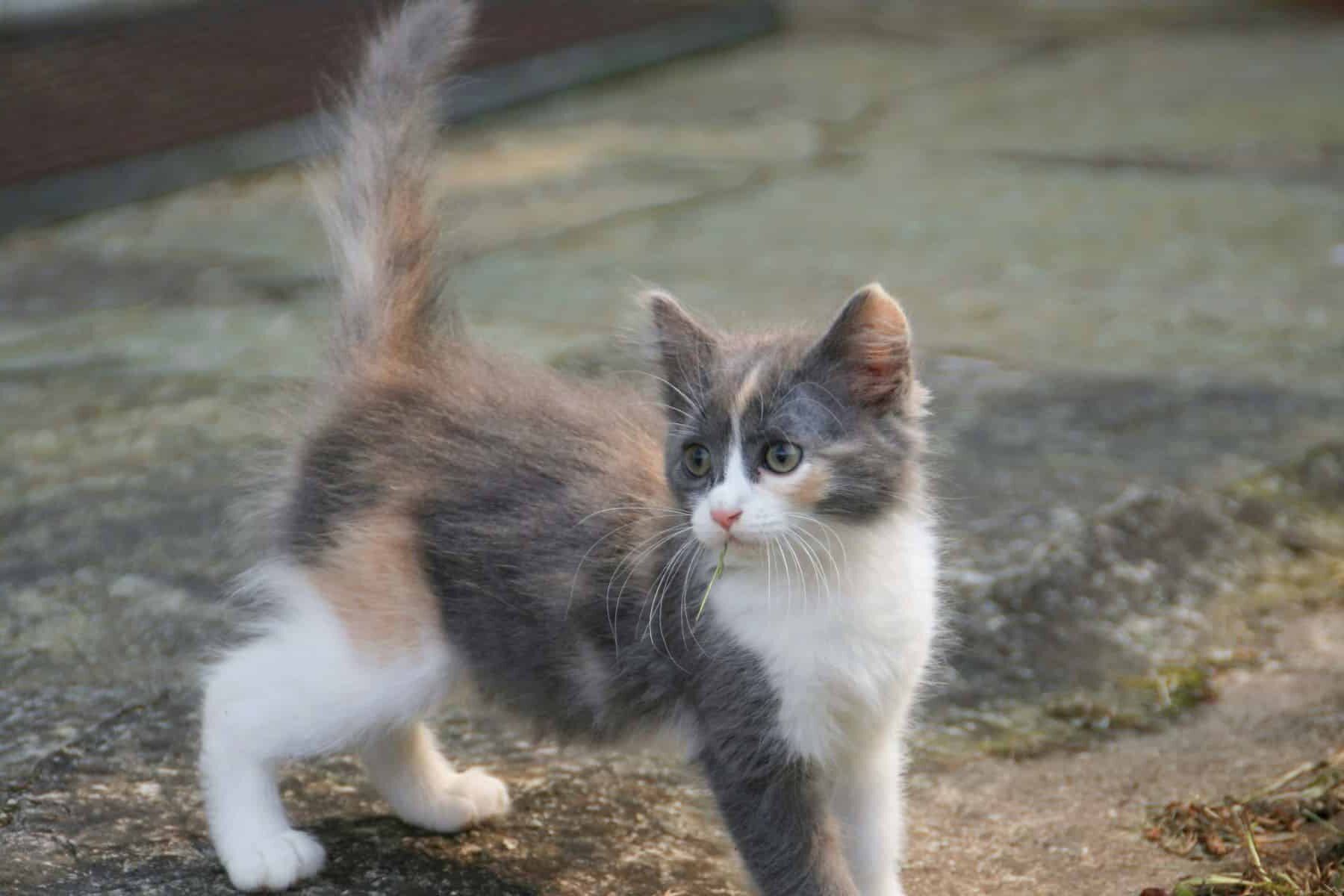 Mascotas extraviadas localización