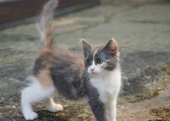 Mascotas extraviadas localización