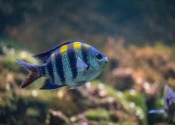 peces traslado