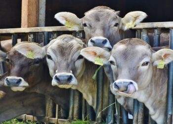 Abusos vacas industria láctea