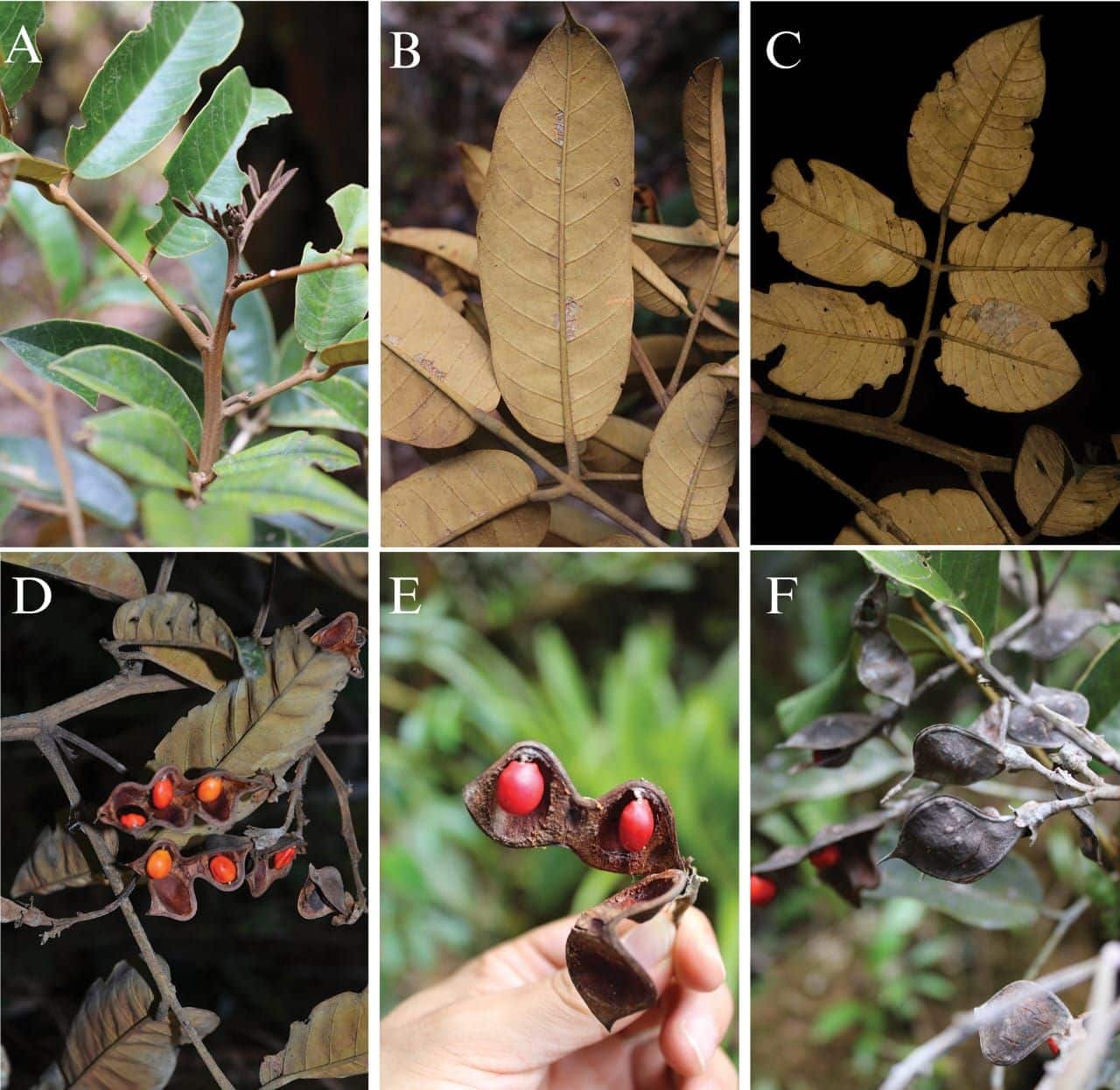 Ormosia neillii árbol peligro extinción