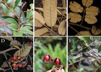 Ormosia neillii árbol peligro extinción