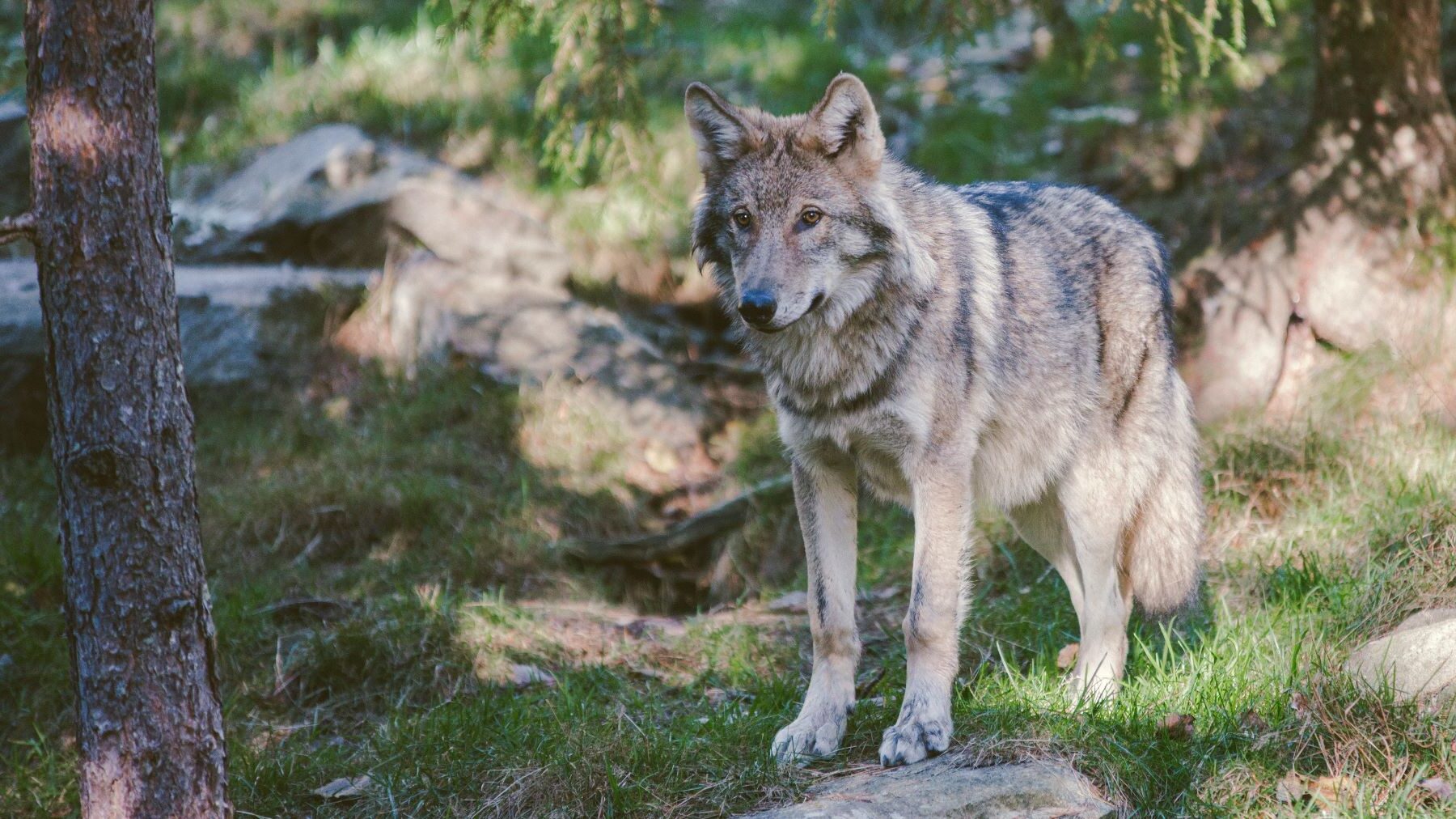PACMA SUMAR PSOE lobo Constitucional