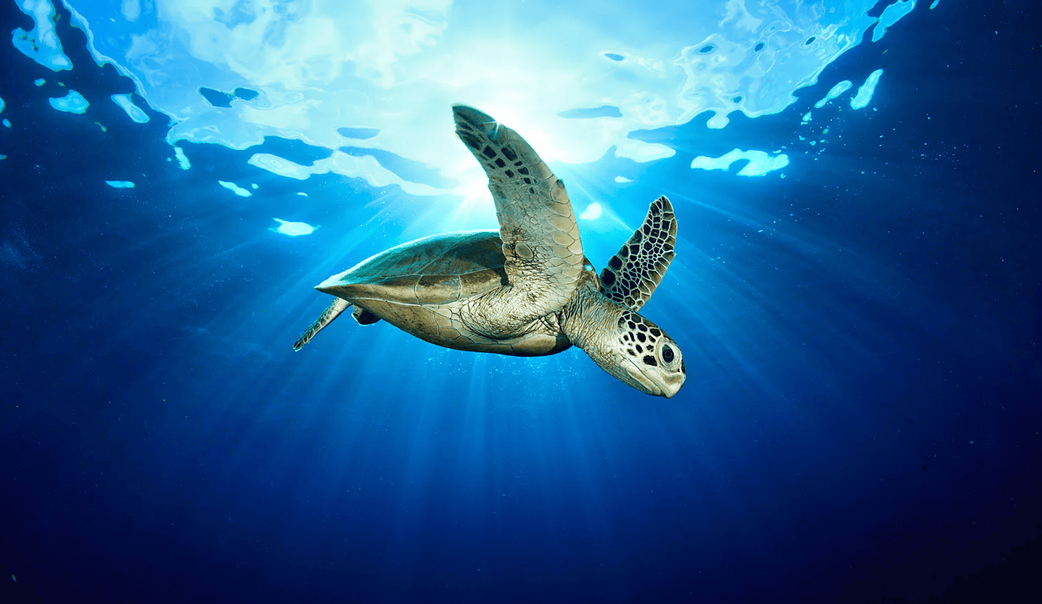 Perú redes luminosas salvan tortugas