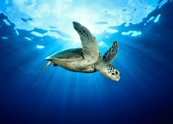 Perú redes luminosas salvan tortugas