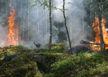 Cuba incendio forestal