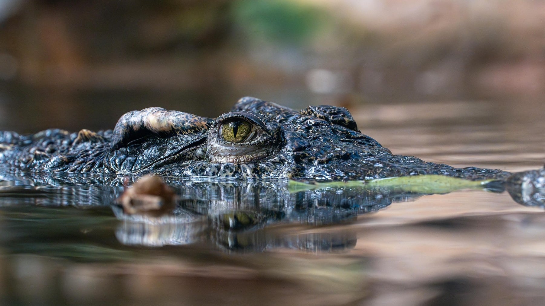 caza caimanes florida