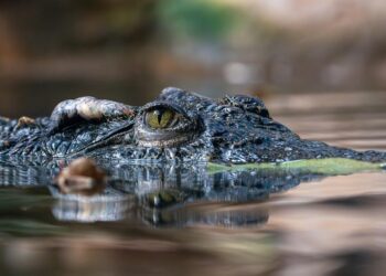 caza caimanes florida
