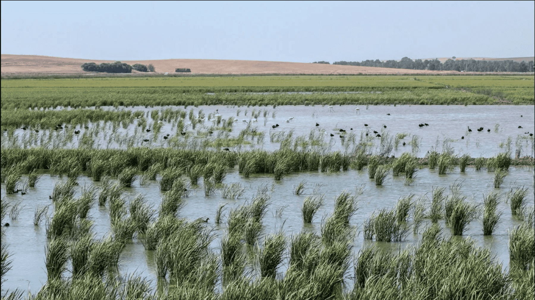 recuperación Laguna Janda avanza