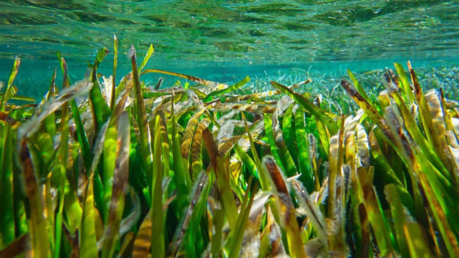 Posidonia Murcia Valencia conservación