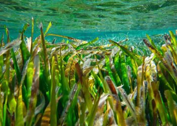 Posidonia Murcia Valencia conservación