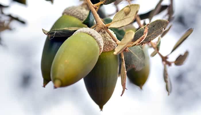 encinas bellota dulce Baleares
