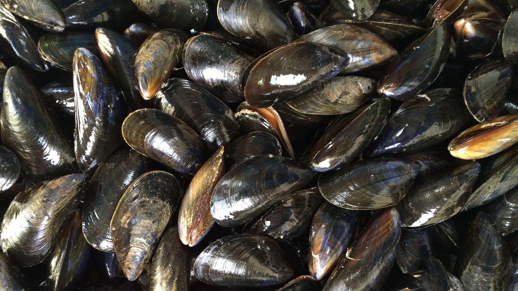 Proyecto Bivalvos residuos