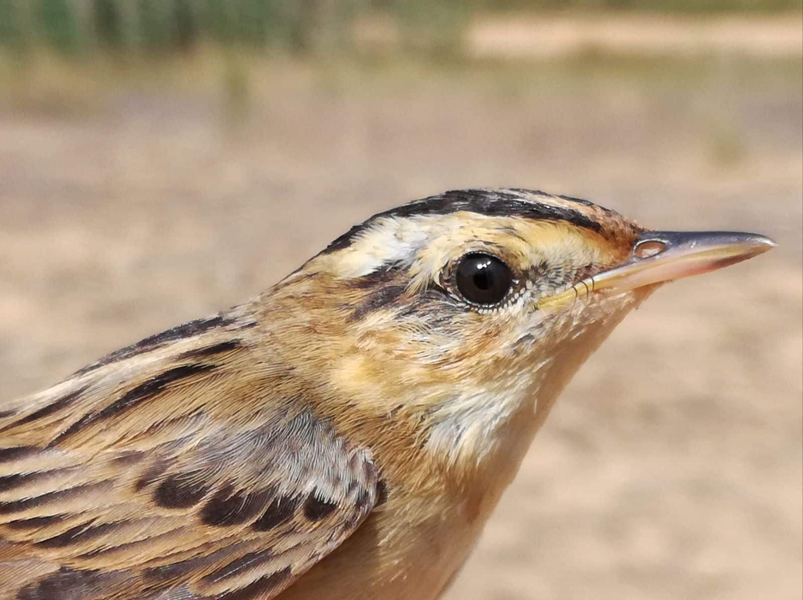 LIFE AWoM carricerín cejudo