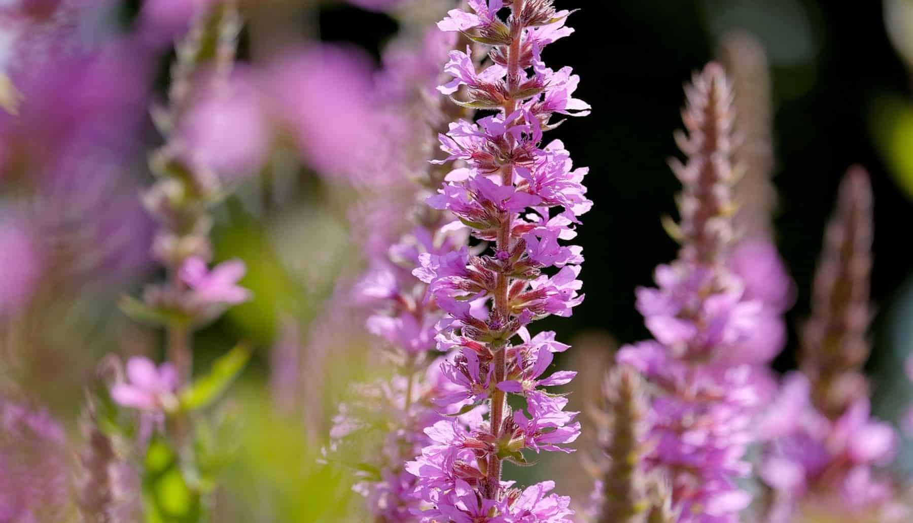 Proyecto Rural Labscape