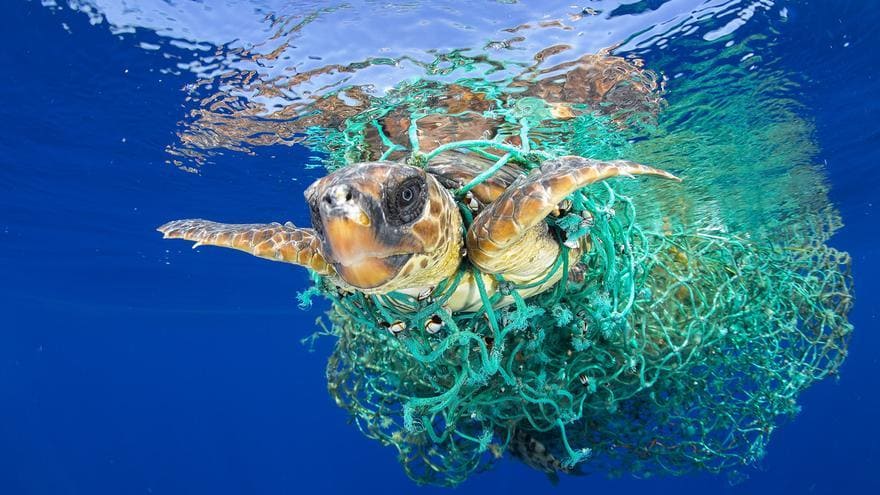 Proyecto Varada C captura accidental cetáceos aves tortugas pesca