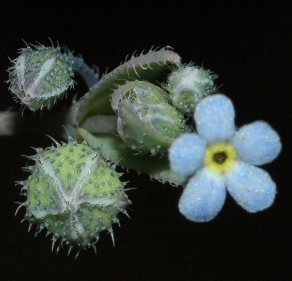 planta Gyrocaryum oppositifolium Valdés Nomevés extinguida