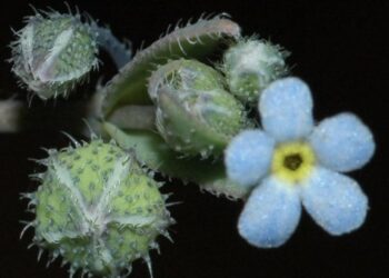 planta Gyrocaryum oppositifolium Valdés Nomevés extinguida