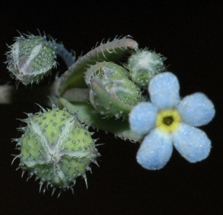 planta Gyrocaryum oppositifolium Valdés Nomevés extinguida