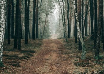 Reconecta negocios sostenibles forestales