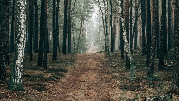 Reconecta negocios sostenibles forestales