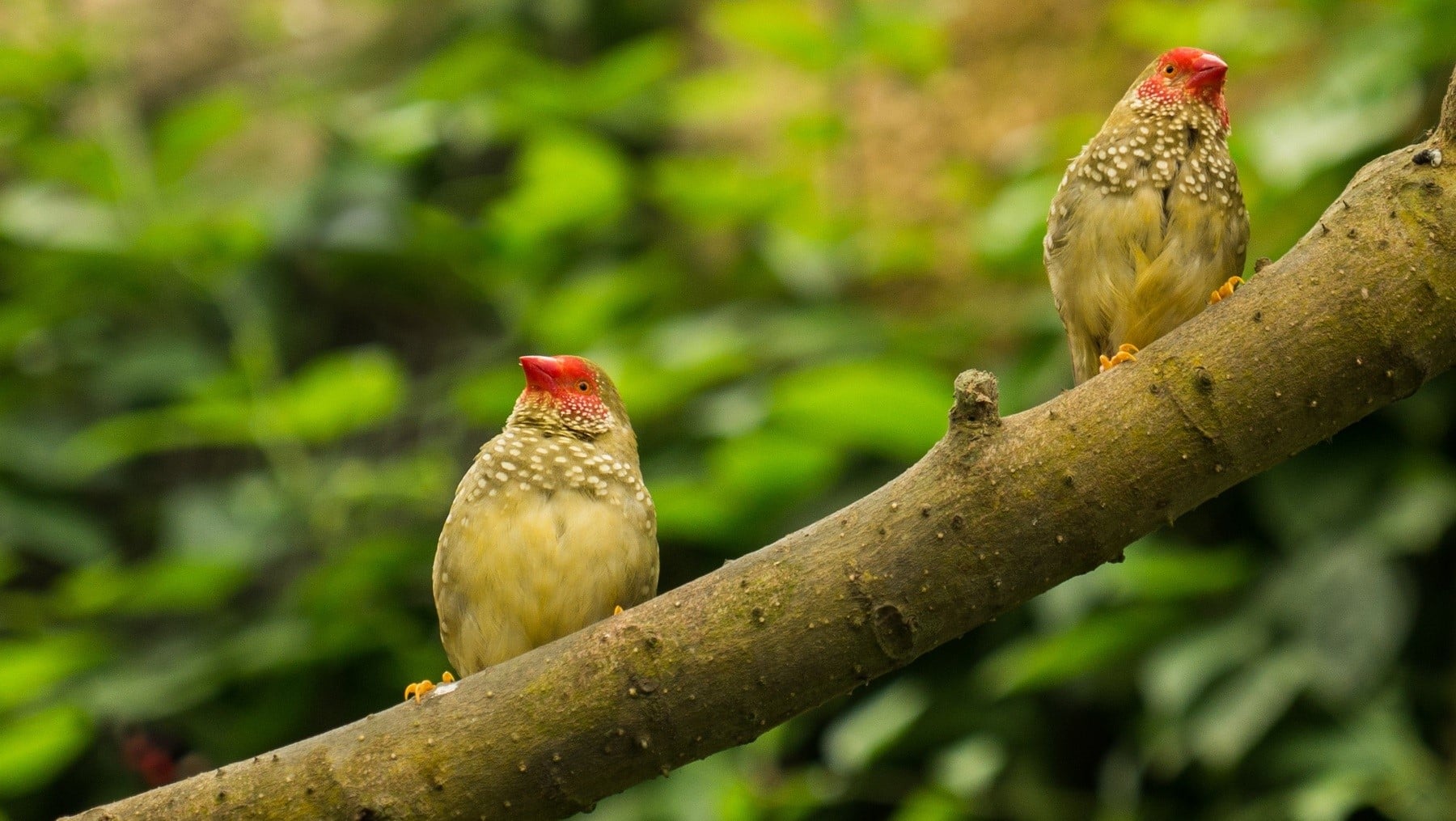 Red Natura 2000 Áreas protegidas